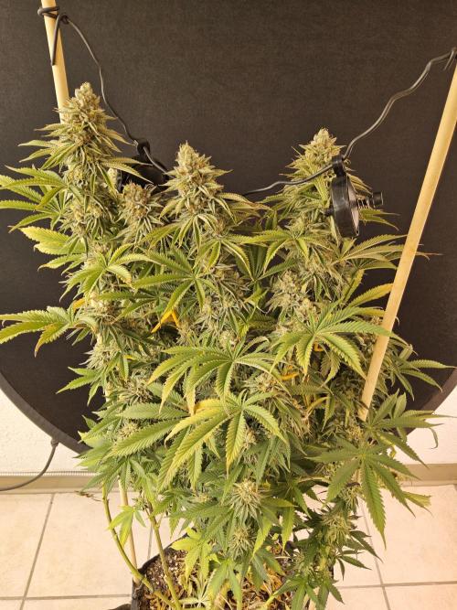 Seedsman Blood. Week 16