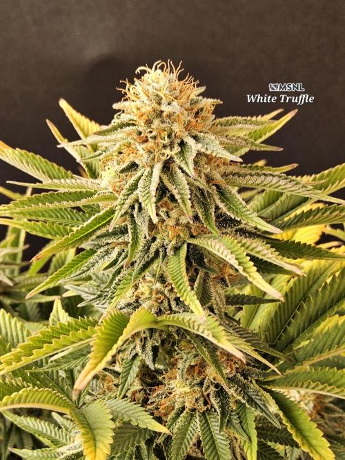 The Truffle of MSNL. Week 15