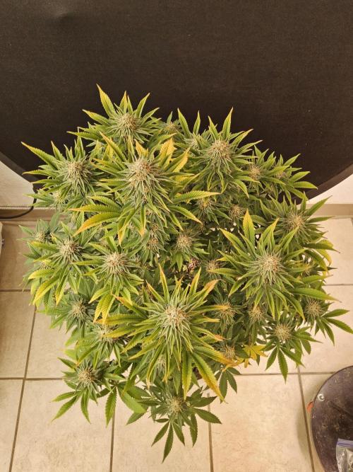 The Truffle of MSNL. Week 15