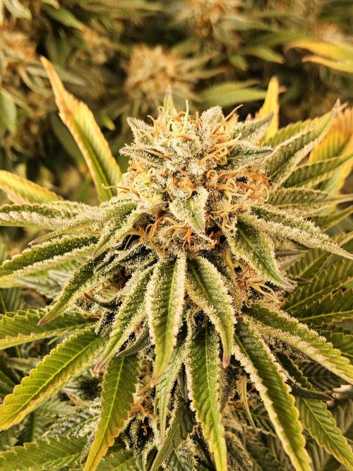 The Truffle of MSNL. Week 15