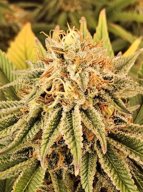 The Truffle of MSNL. Week 15