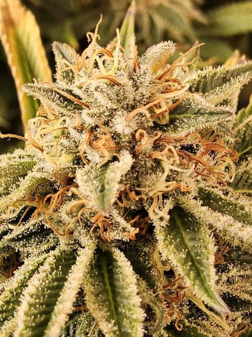 The Truffle of MSNL. Week 15
