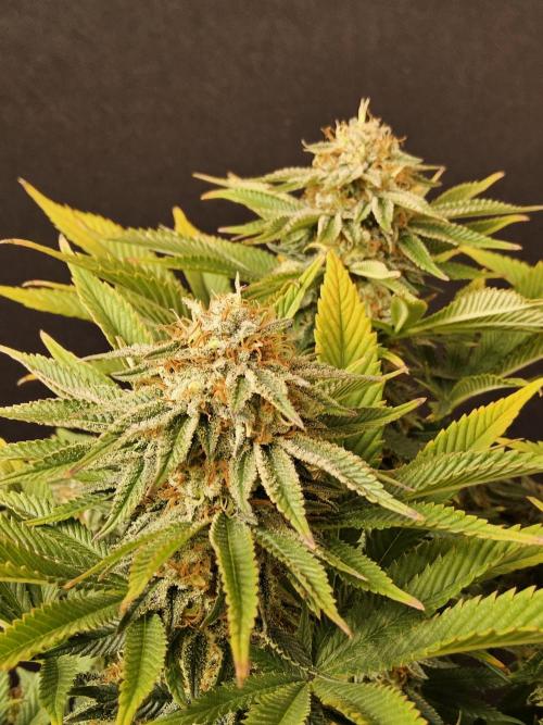 The Truffle of MSNL. Week 15