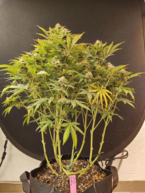 The Truffle of MSNL. Week 15