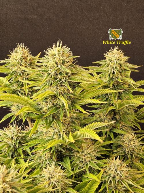The Truffle of MSNL. Week 15