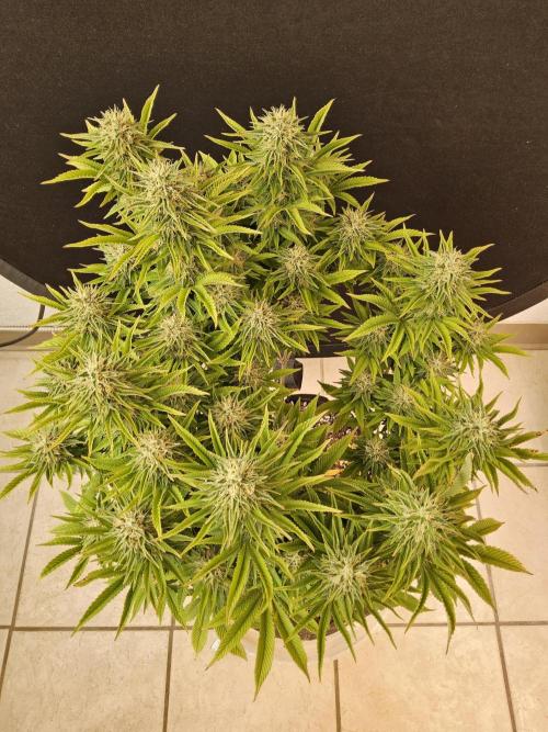 The Truffle of MSNL. Week 15