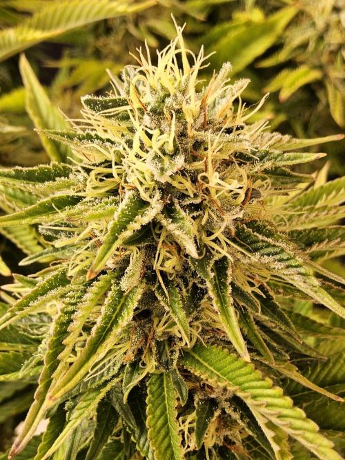 The Truffle of MSNL. Week 15
