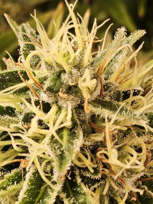 The Truffle of MSNL. Week 15