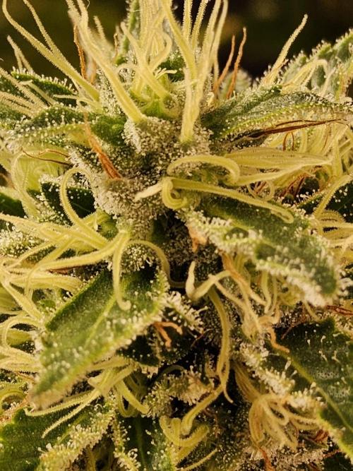 The Truffle of MSNL. Week 15
