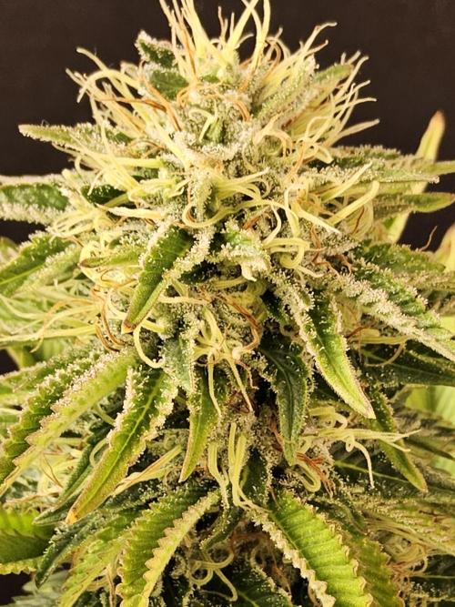 The Truffle of MSNL. Week 15