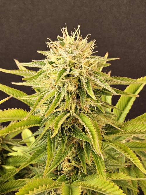 The Truffle of MSNL. Week 15