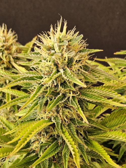 The Truffle of MSNL. Week 15