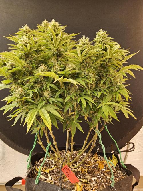 The Truffle of MSNL. Week 15