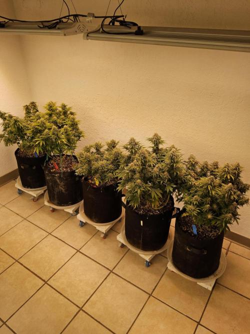 GG4 Original Glue. Week 16