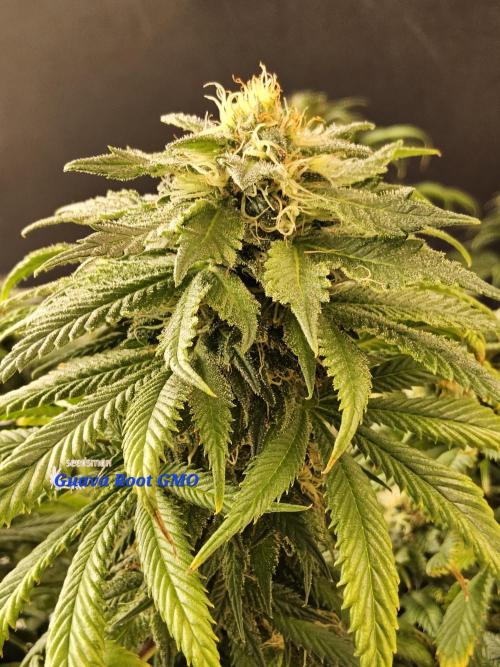 Sweet Guava Root. Week 16