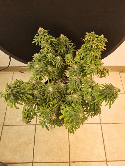 Sweet Guava Root. Week 16