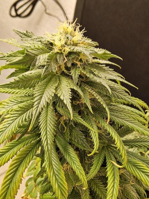 Sweet Guava Root. Week 16