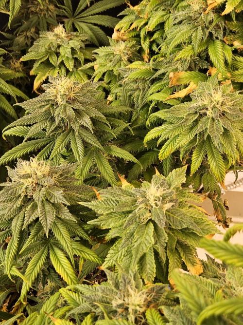Sweet Guava Root. Week 16
