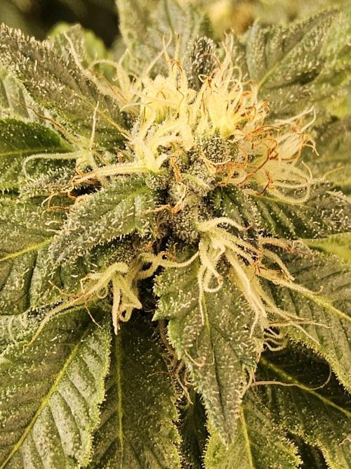 Sweet Guava Root. Week 16