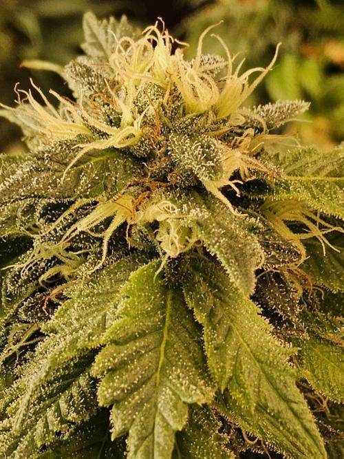 Sweet Guava Root. Week 16