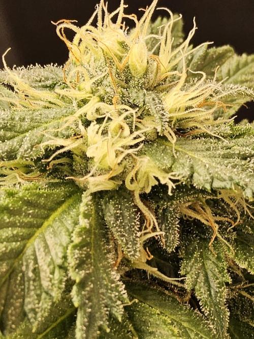 Sweet Guava Root. Week 16