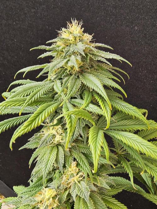 Sweet Guava Root. Week 16