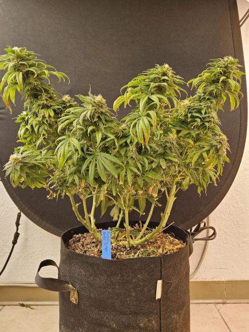 Sweet Guava Root. Week 16