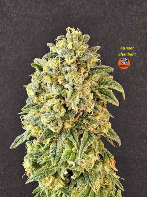 A Kannabian Sunset. Week 16