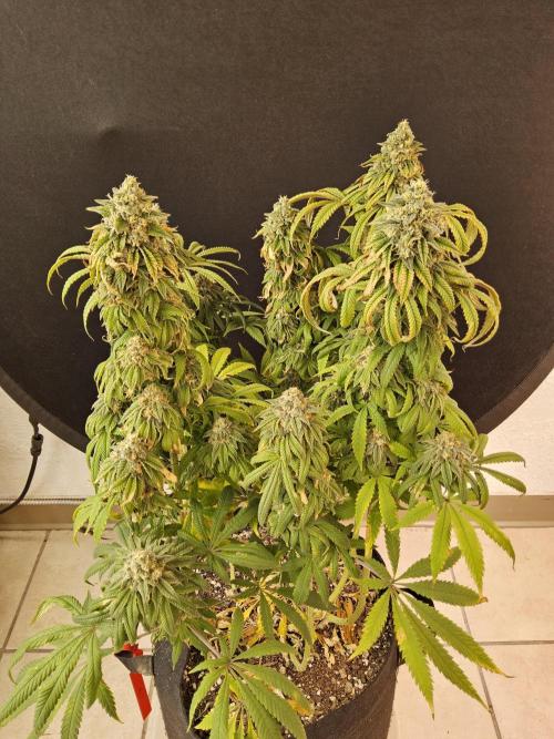 A Kannabian Sunset. Week 16