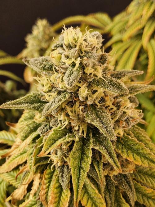 A Kannabian Sunset. Week 16