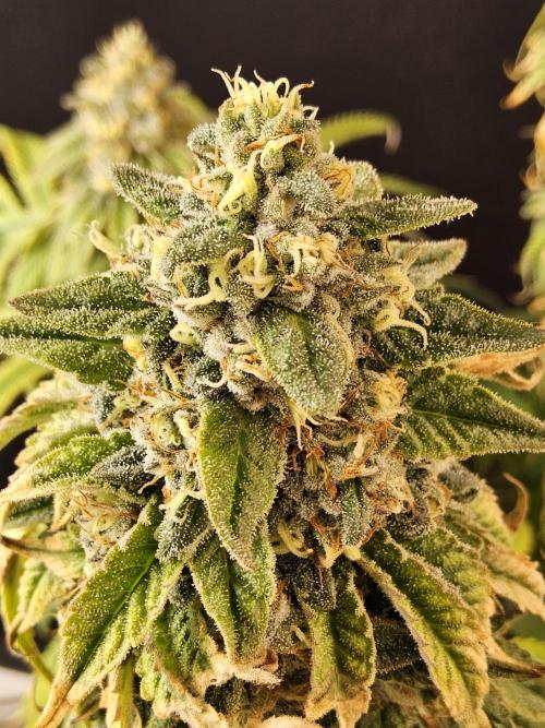 A Kannabian Sunset. Week 16