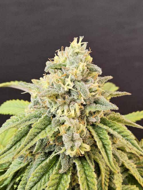 A Kannabian Sunset. Week 16