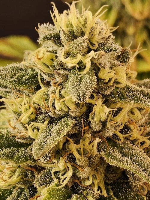 A Kannabian Sunset. Week 16