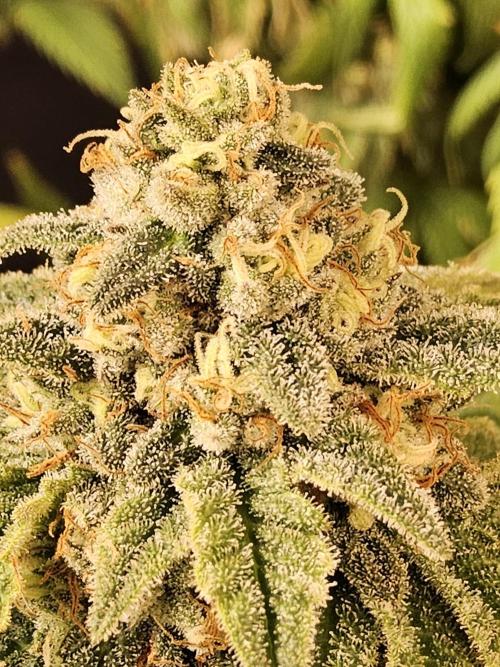 A Kannabian Sunset. Week 16