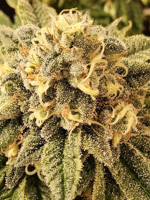 A Kannabian Sunset. Week 16
