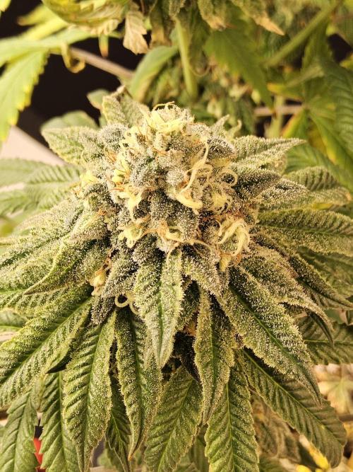 A Kannabian Sunset. Week 16