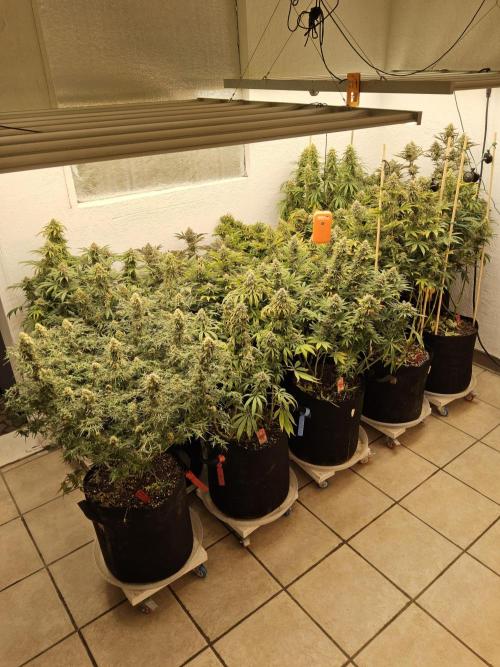 A Kannabian Sunset. Week 16