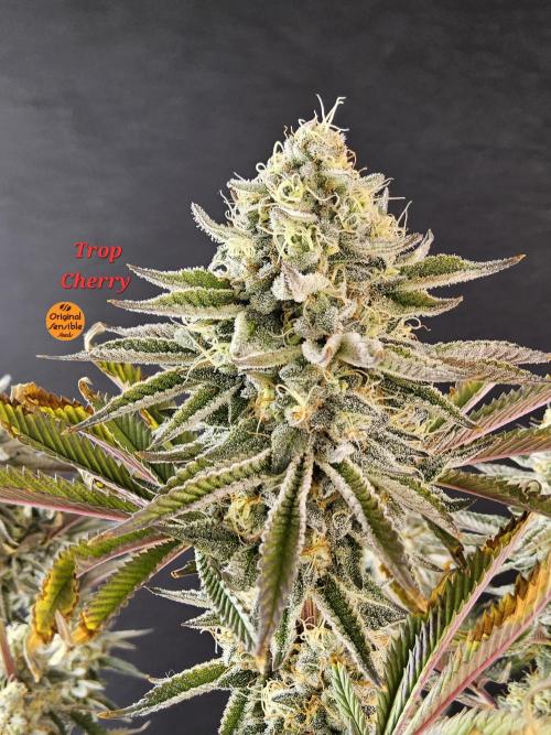 Very Cherry. Week 16