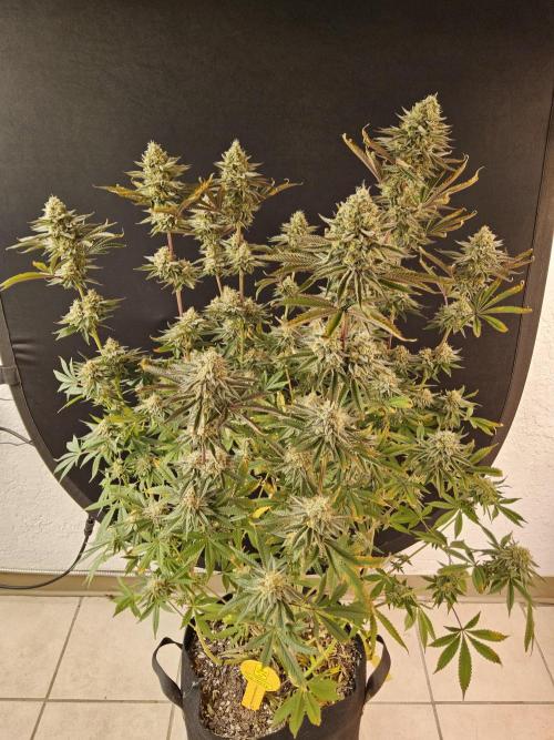 Very Cherry. Week 16
