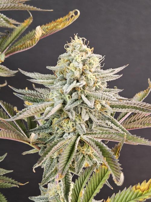 Very Cherry. Week 16