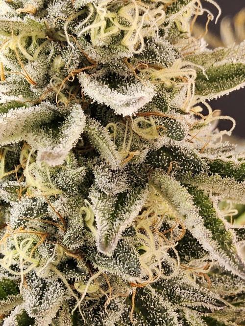 Very Cherry. Week 16