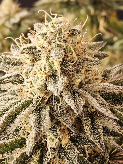 Very Cherry. Week 16