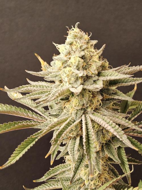 Very Cherry. Week 16