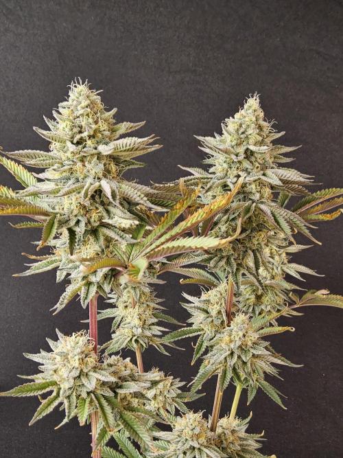 Very Cherry. Week 16