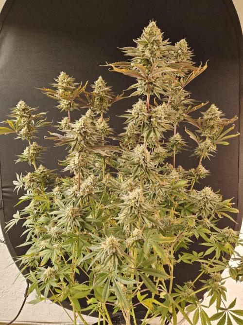 Very Cherry. Week 16