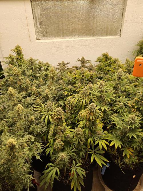 Very Cherry. Week 16