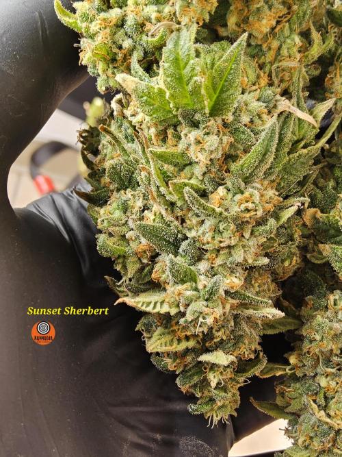 A Kannabian Sunset. Week 17