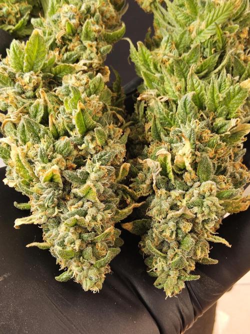A Kannabian Sunset. Week 17