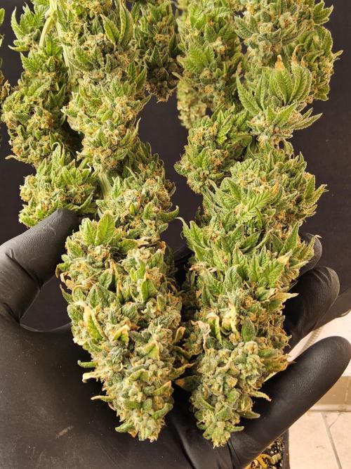 A Kannabian Sunset. Week 17