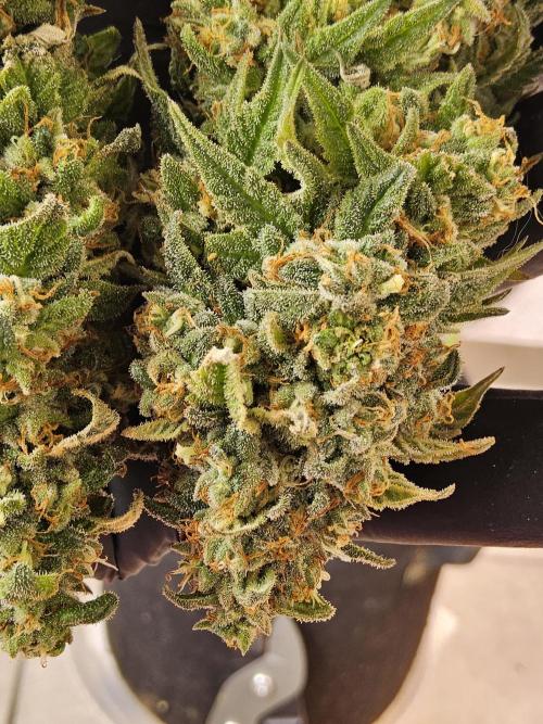 A Kannabian Sunset. Week 17